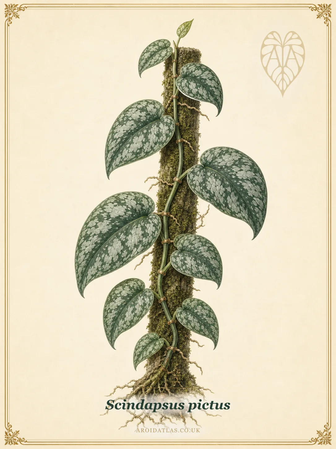 Satin Pothos