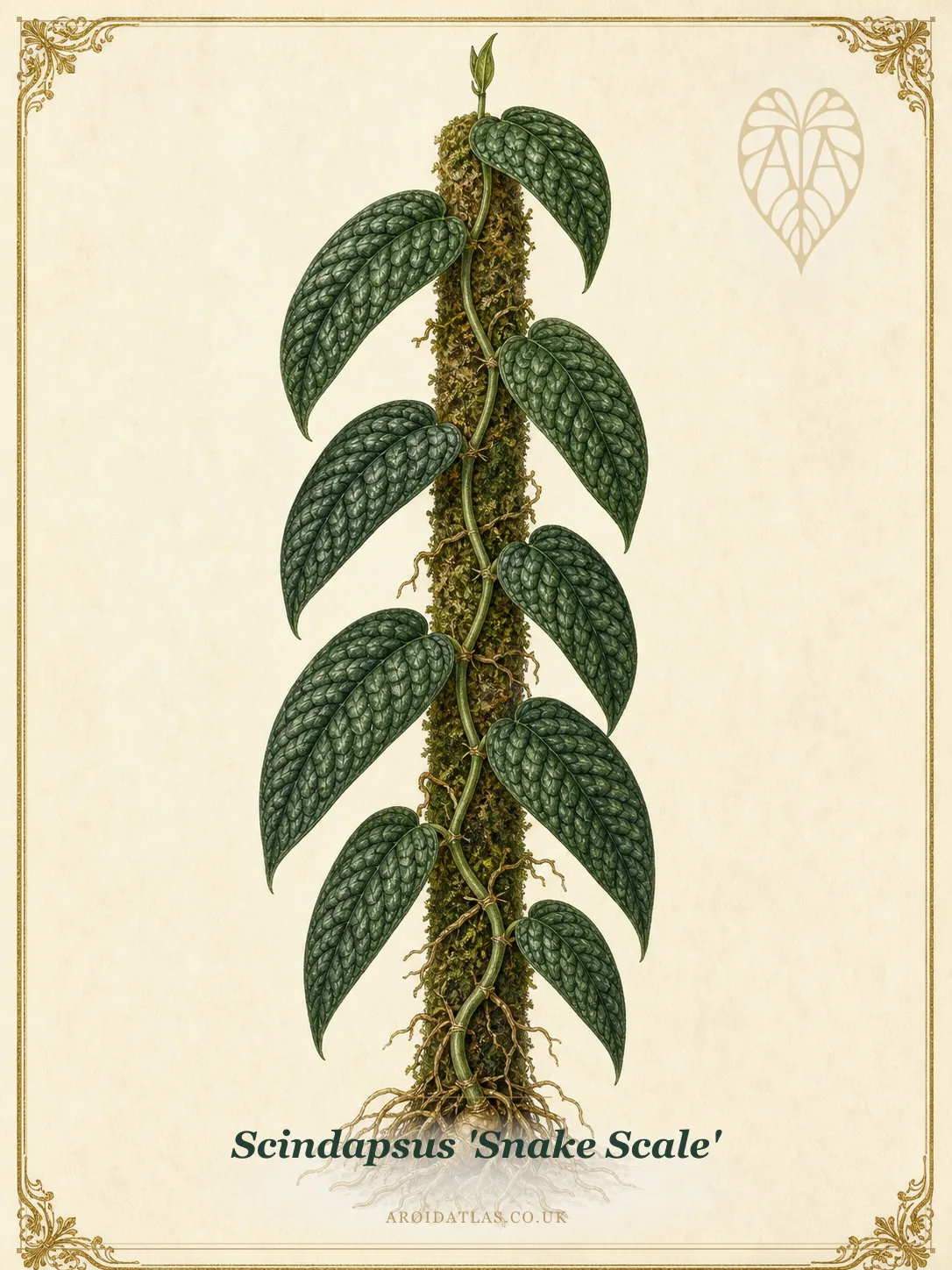 Snake Scale Scindapsus