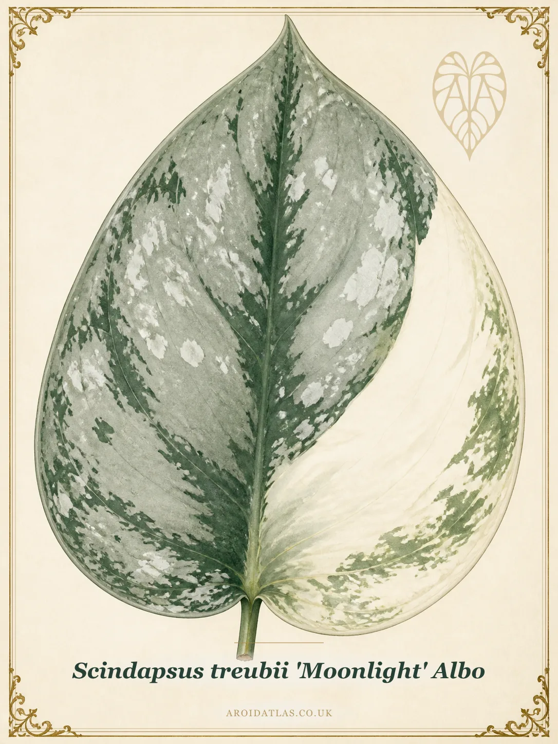 Albo Moonlight Scindapsus