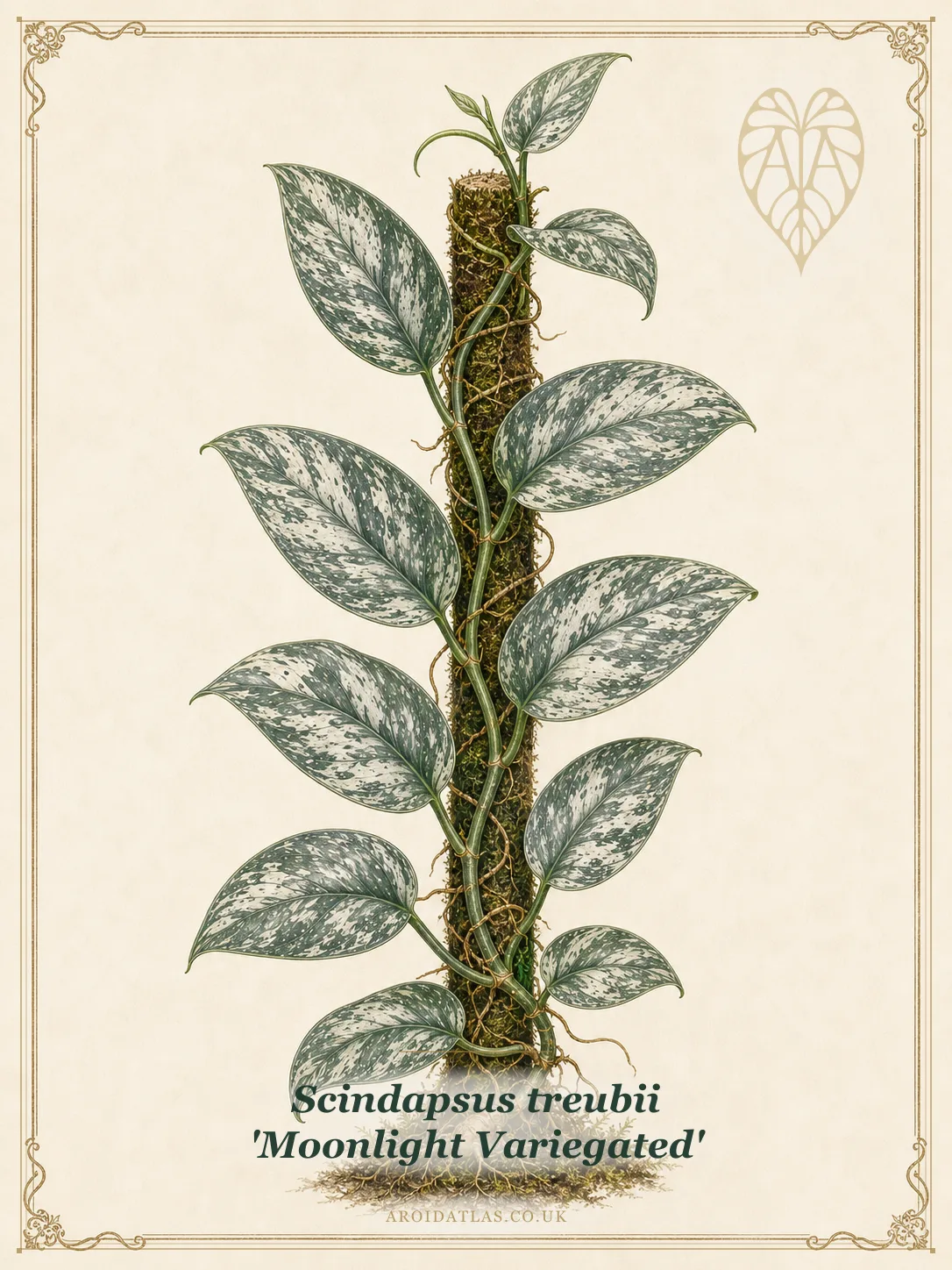 Variegated Moonlight Scindapsus