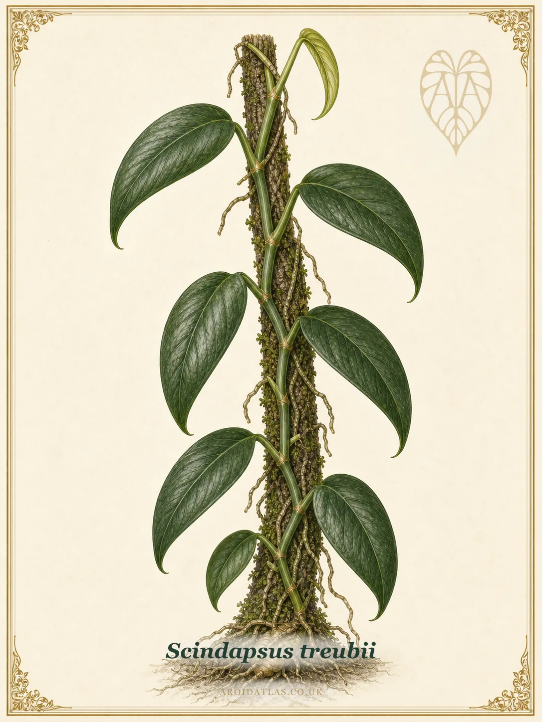 Treubii Moonlight