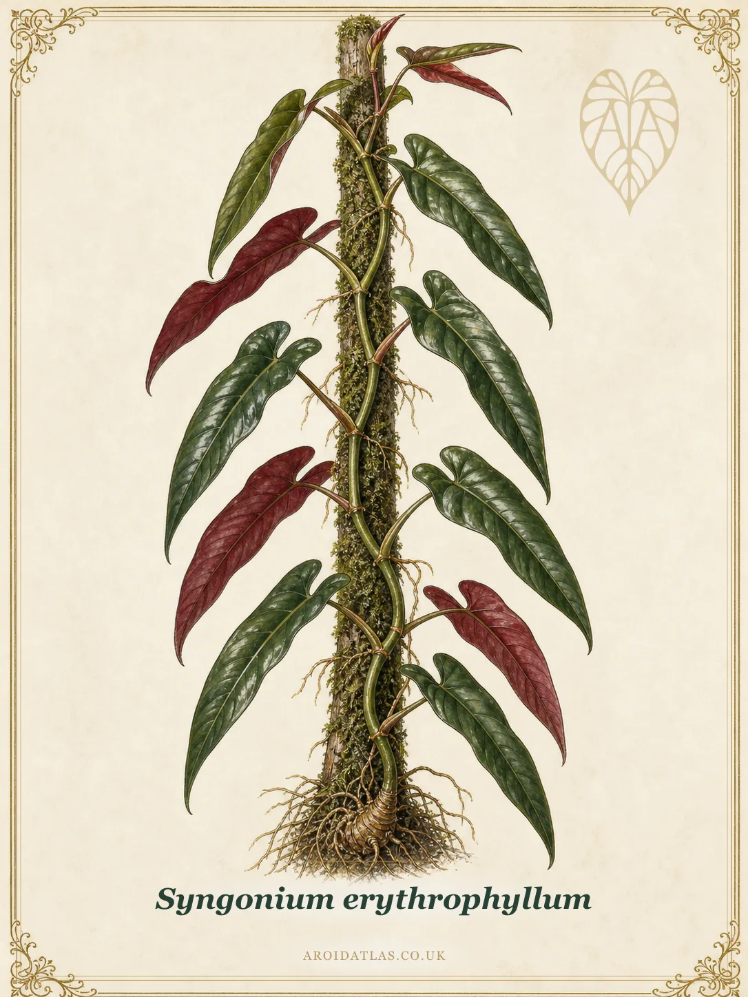 Llano Carti Road Syngonium