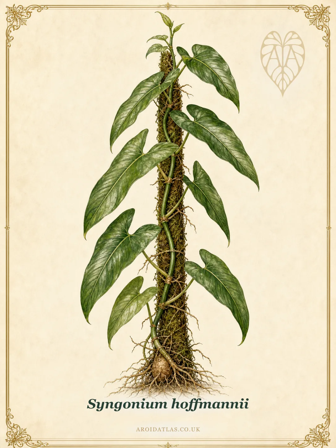 Hoffmannii Syngonium
