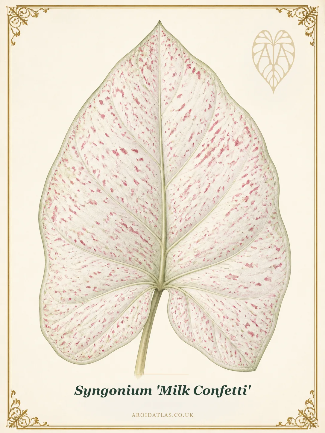 Milk Confetti Syngonium