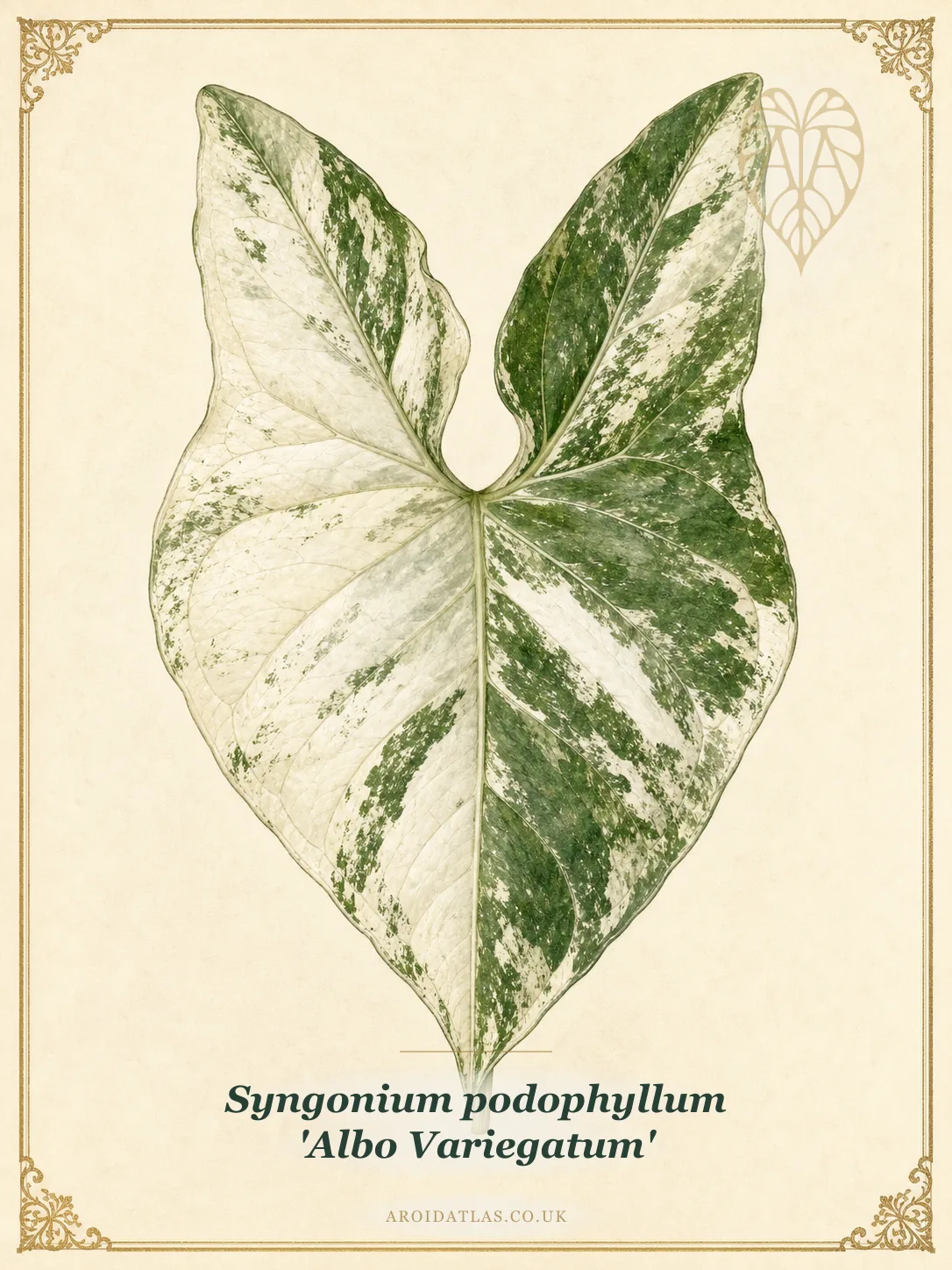 Albo Variegated Syngonium