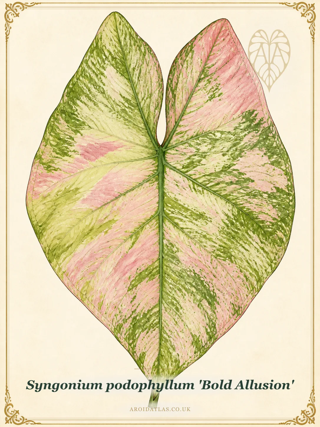 Bold Allusion Arrowhead Vine