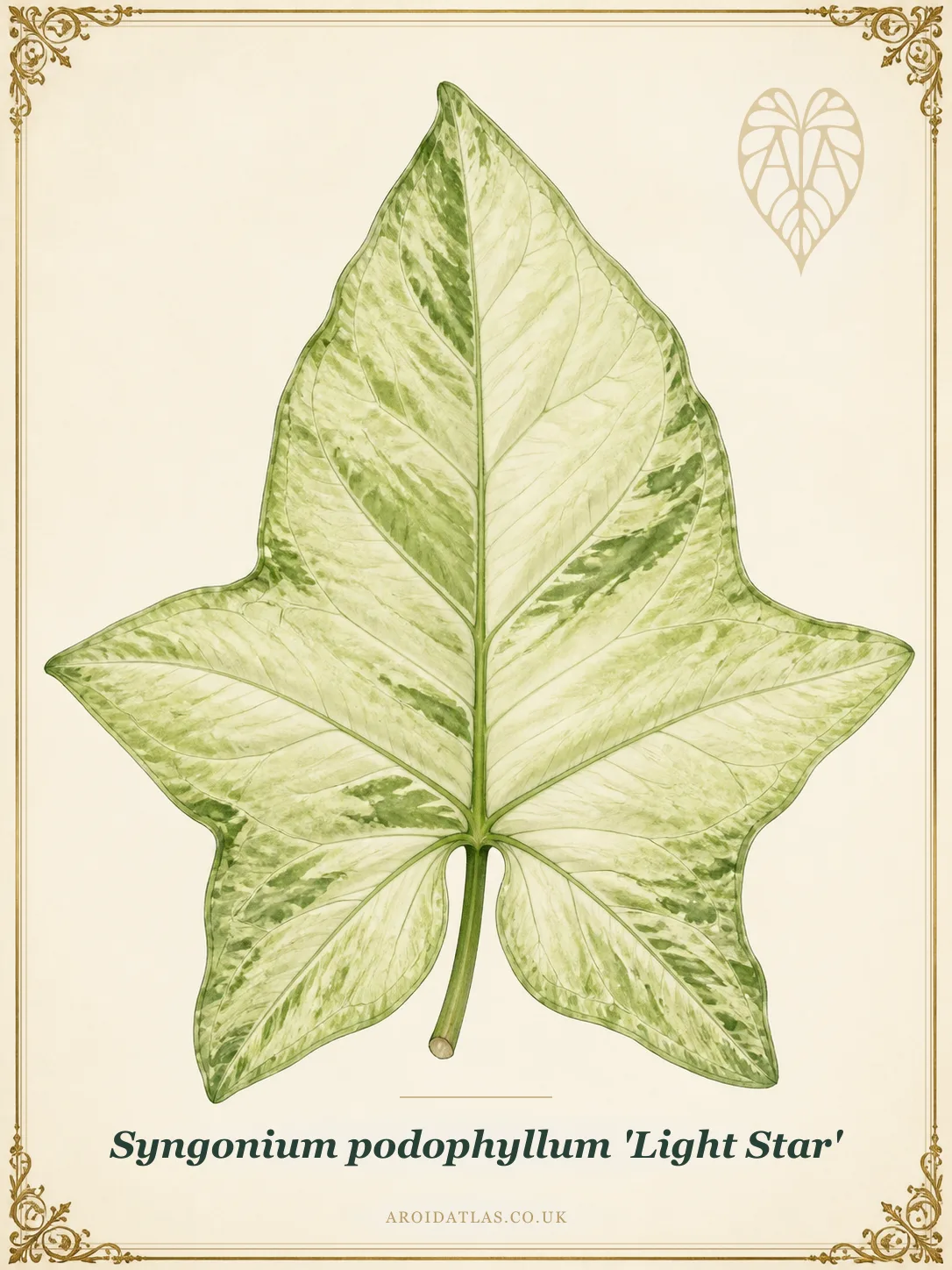 Light Star Arrowhead Vine