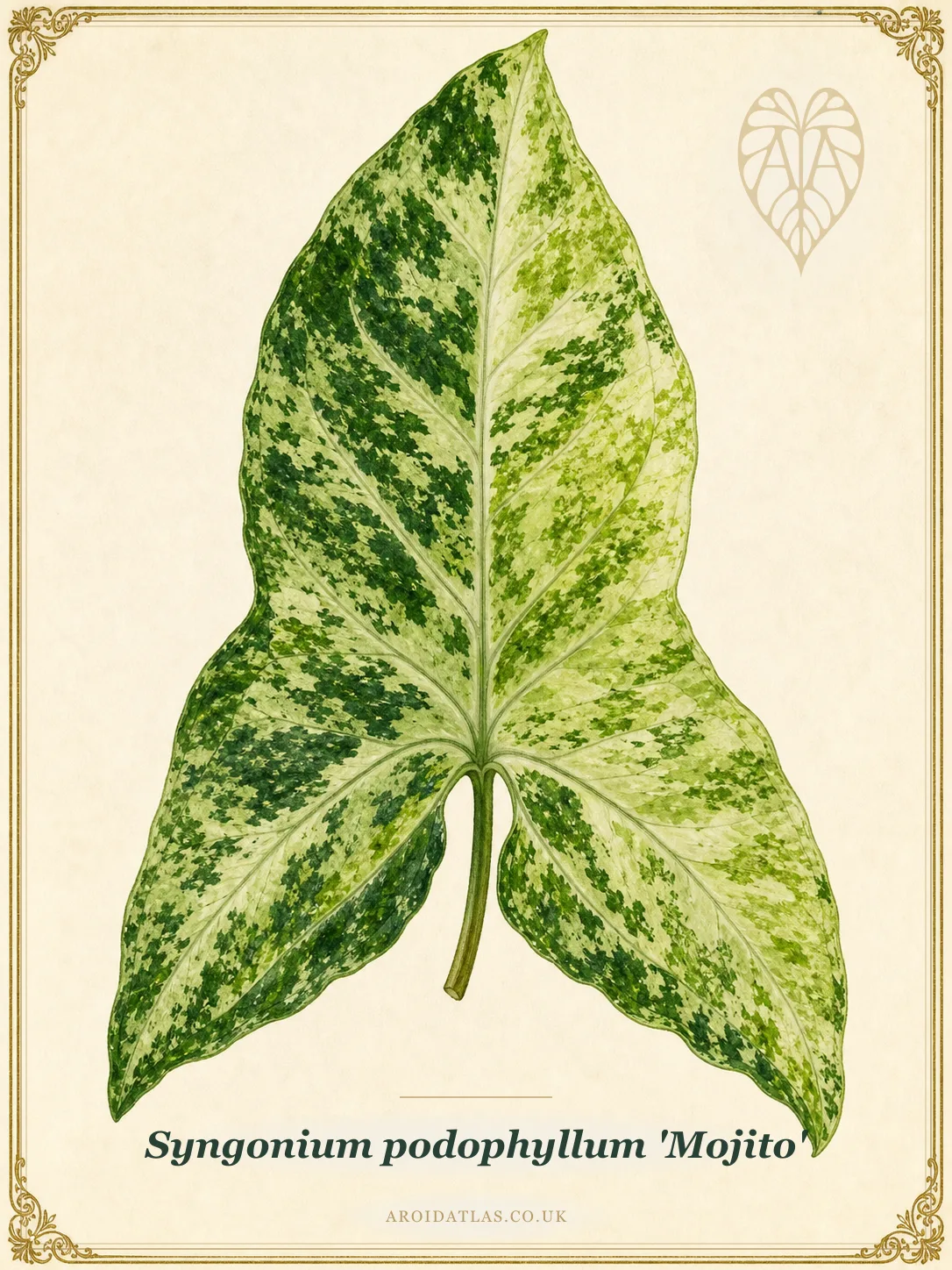 Mojito Arrowhead Vine