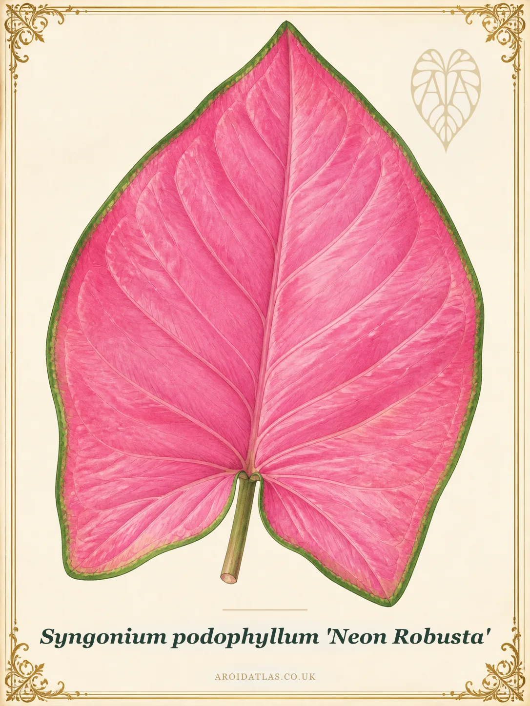 Neon Robusta Arrowhead Vine