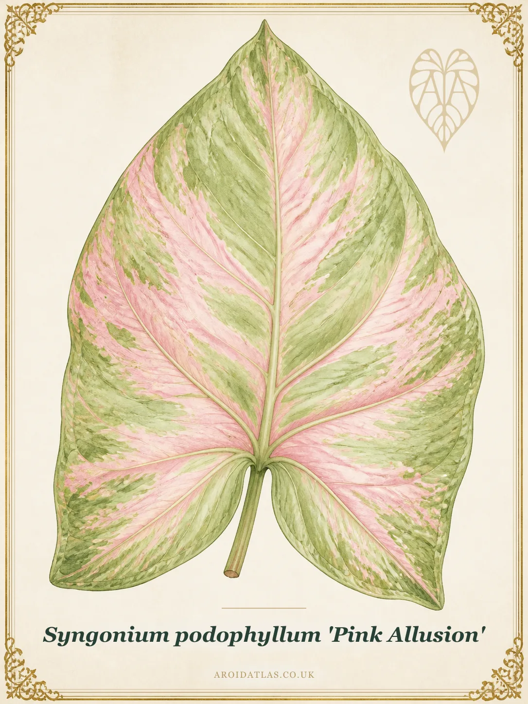 Pink Allusion Arrowhead Vine