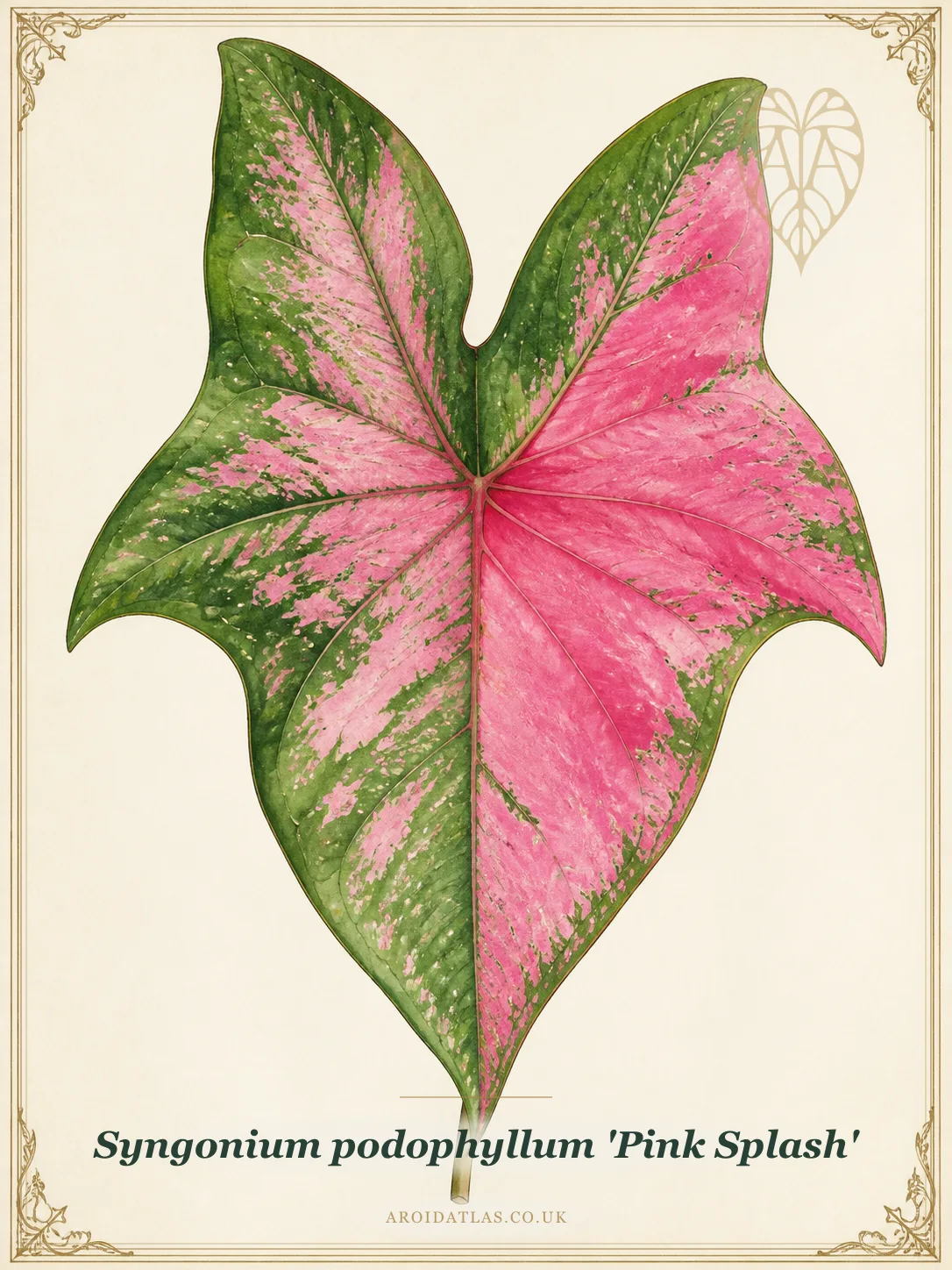 Pink Splash Arrowhead Vine