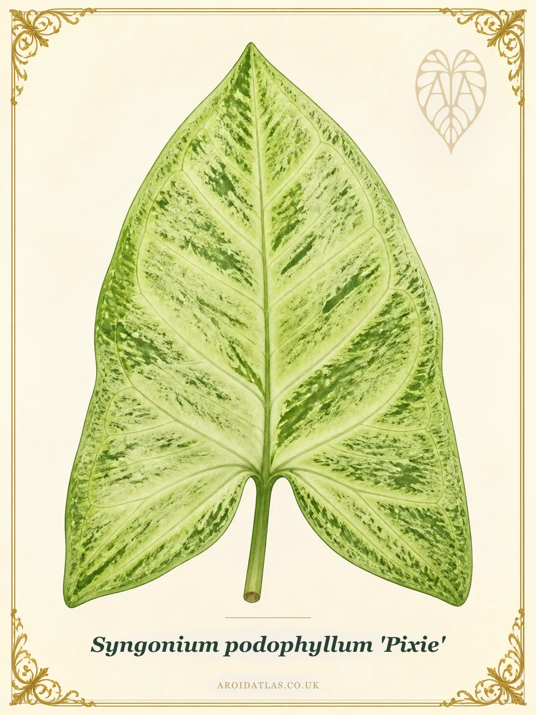 Pixie Arrowhead Vine