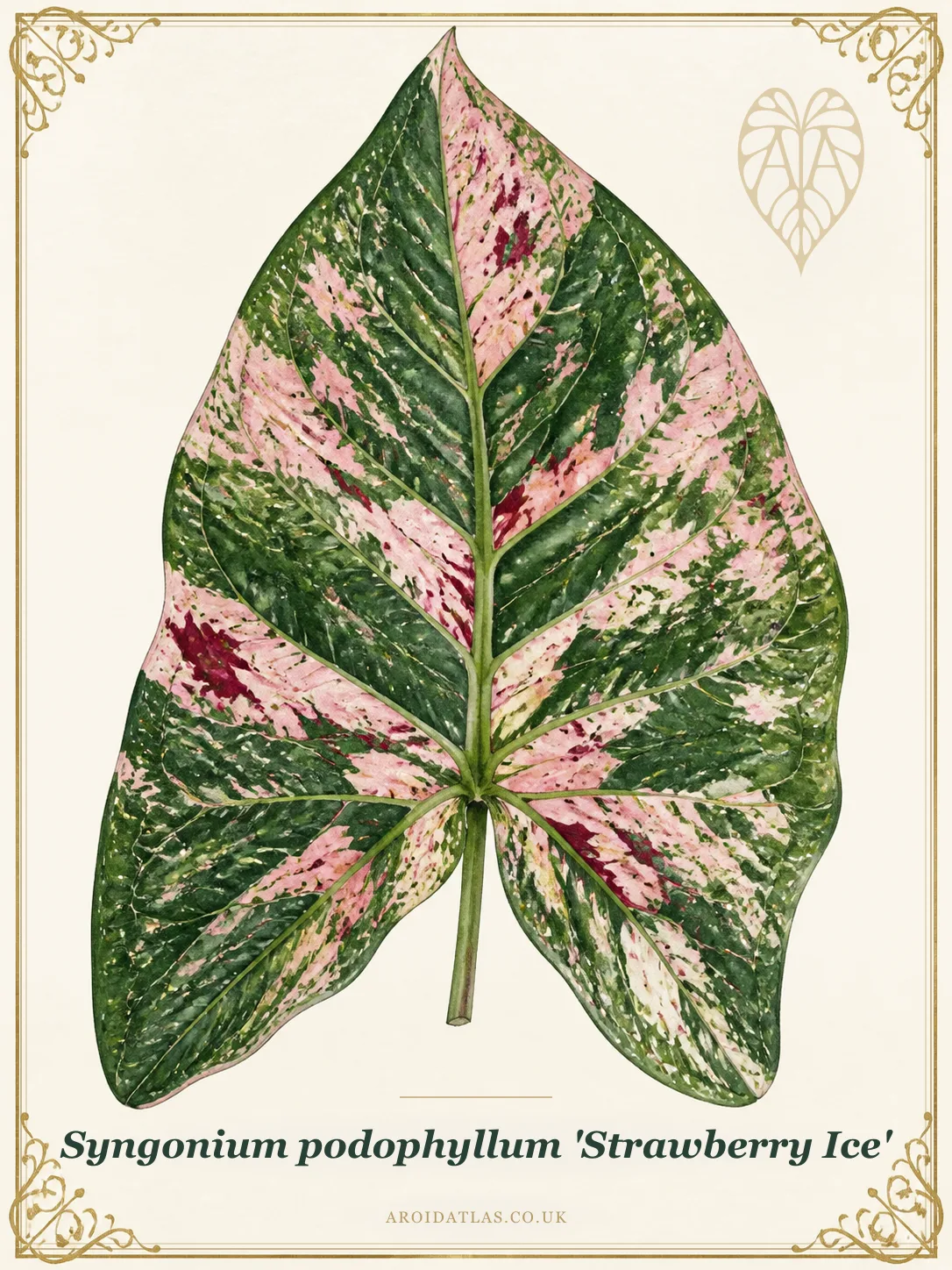 Strawberry Ice Arrowhead Vine