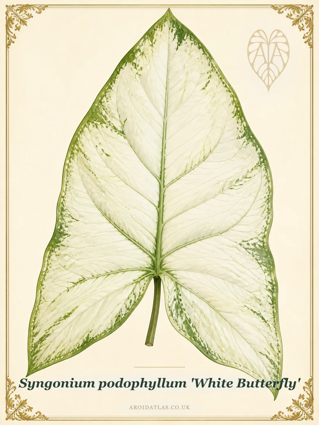 White Butterfly Arrowhead Vine
