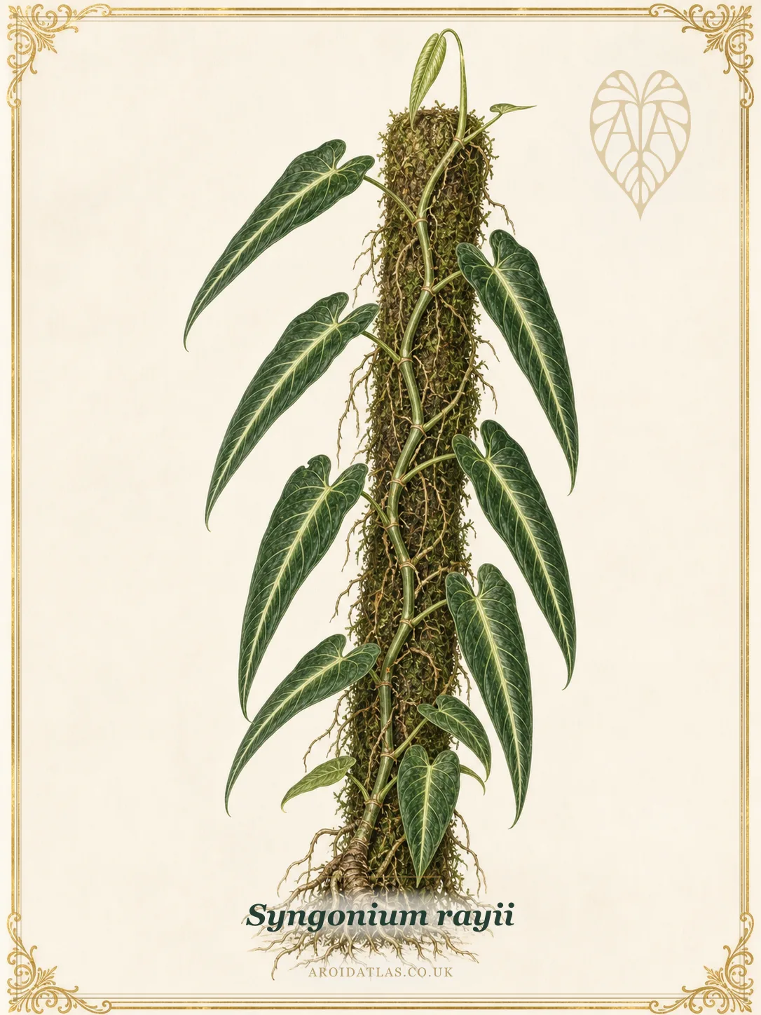 Syngonium rayii