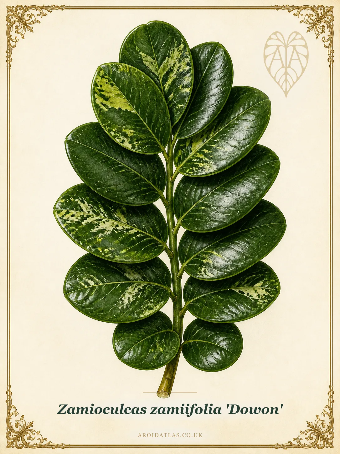 Botanical leaf study of Zamioculcas zamiifolia 'Dowon'