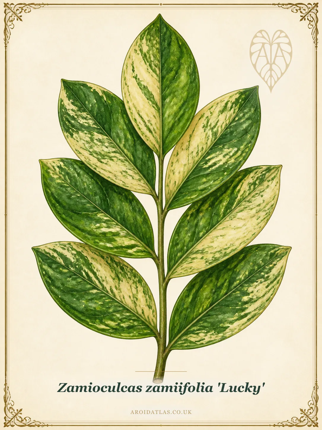 Botanical leaf study of Zamioculcas zamiifolia 'Lucky'