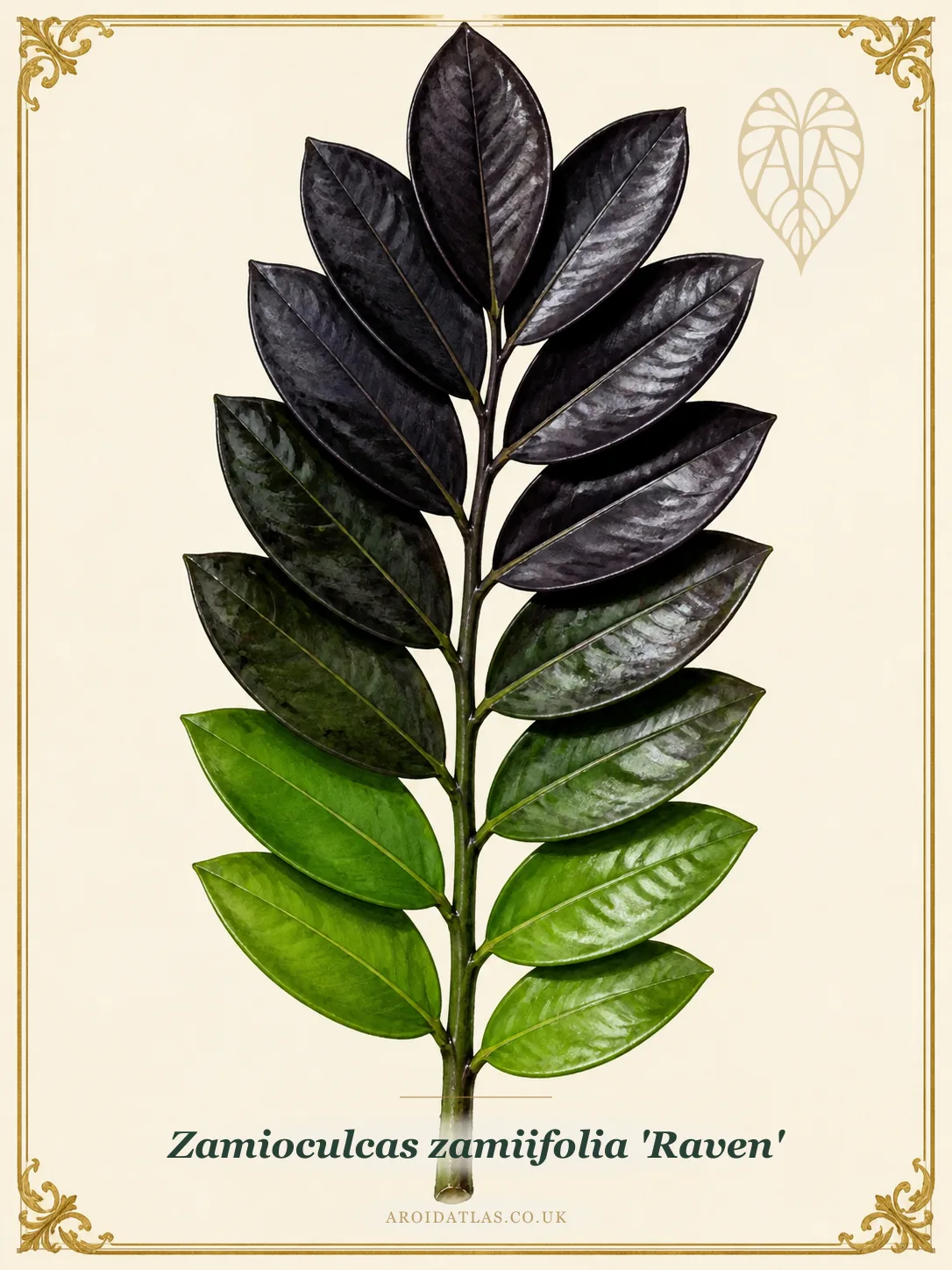 Botanical leaf study of Zamioculcas zamiifolia 'Raven'