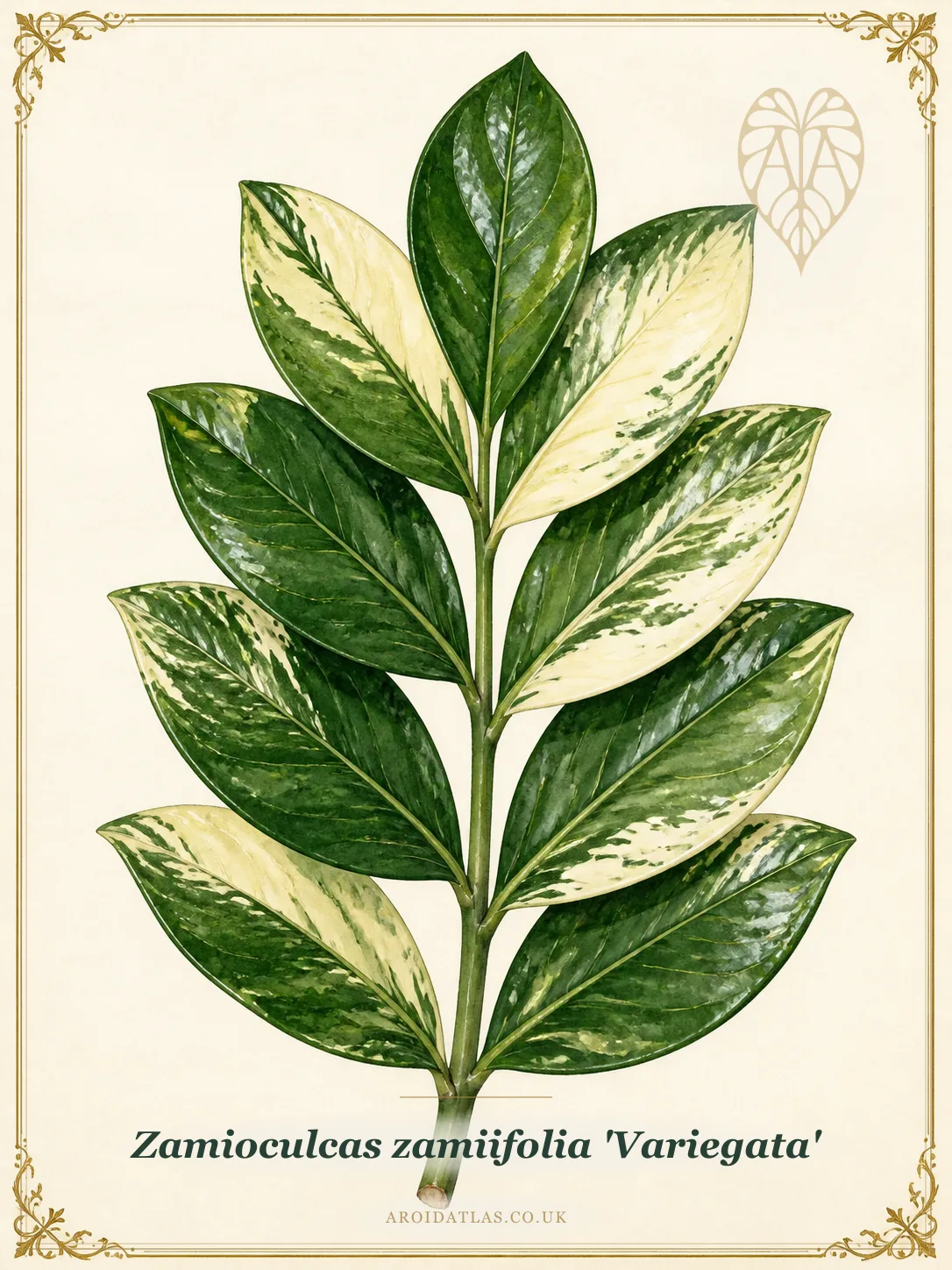 Botanical leaf study of Zamioculcas zamiifolia 'Variegata'