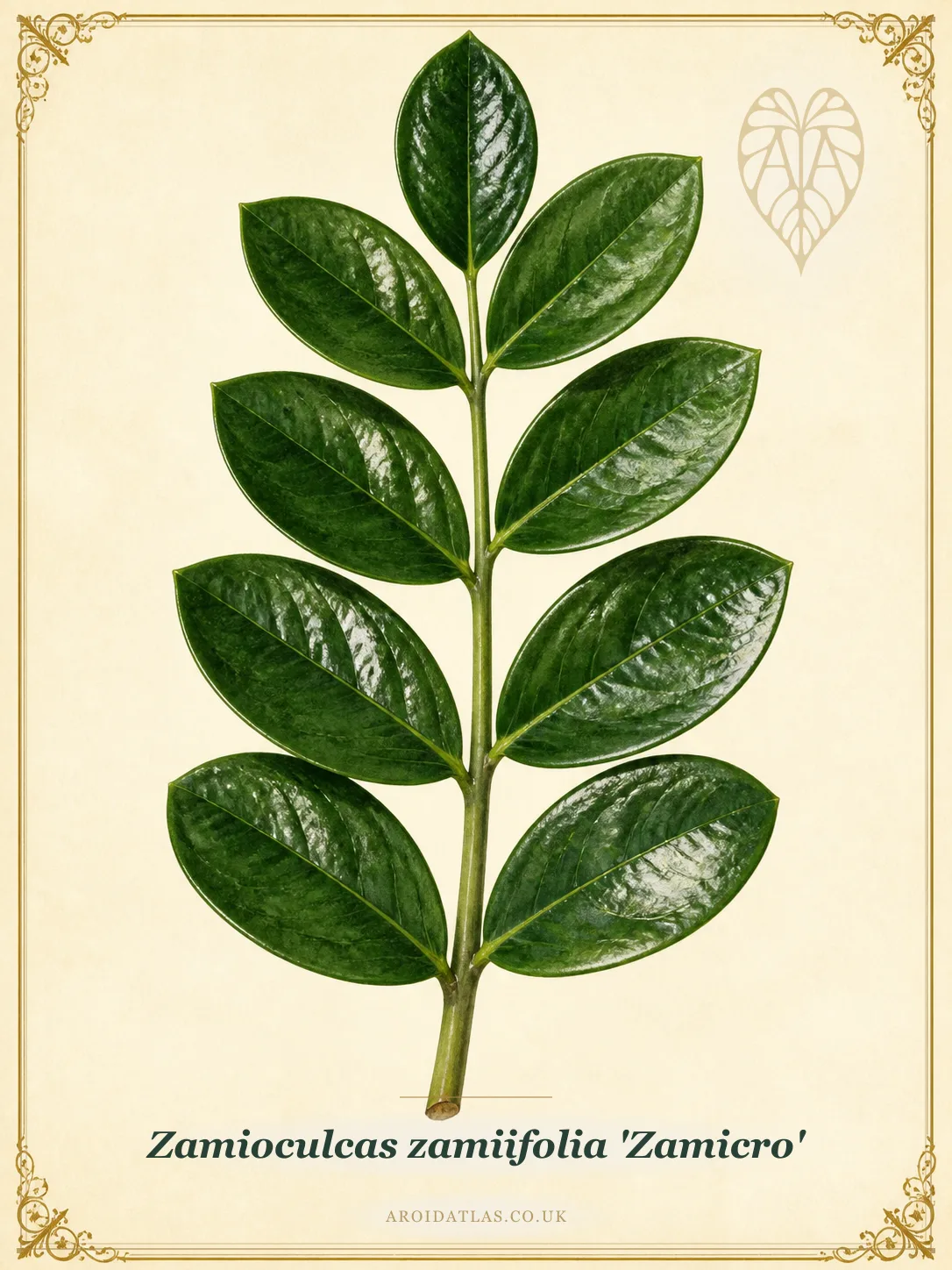 Zamioculcas zamiifolia 'Zamicro' (Zamicro Dwarf ZZ Plant) botanical specimen illustration