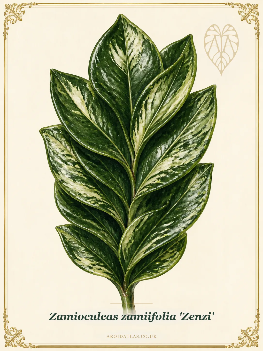 Botanical leaf study of Zamioculcas zamiifolia 'Zenzi'