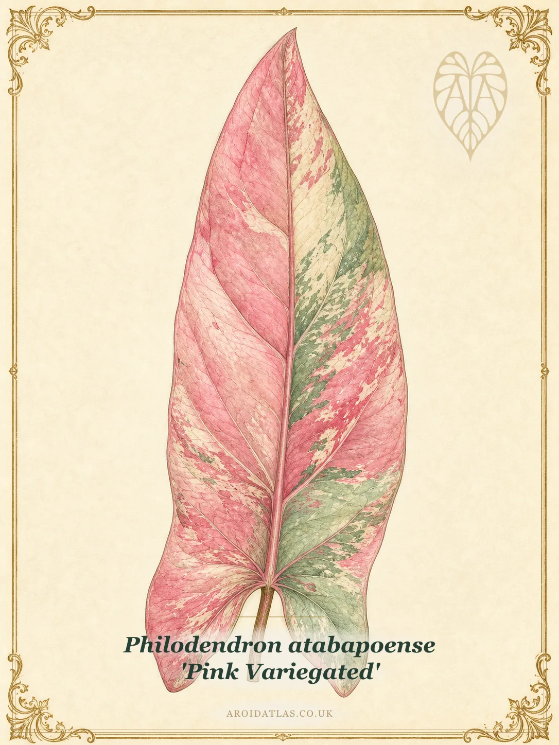Pink Variegated Atabapoense Philodendron