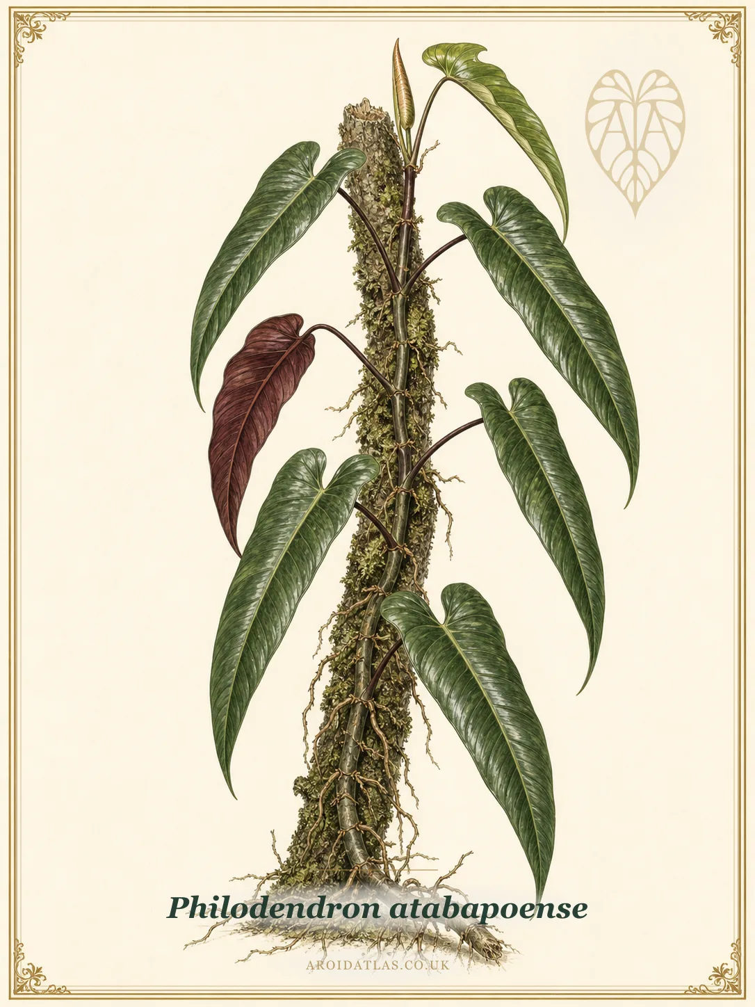 Atabapo Philodendron