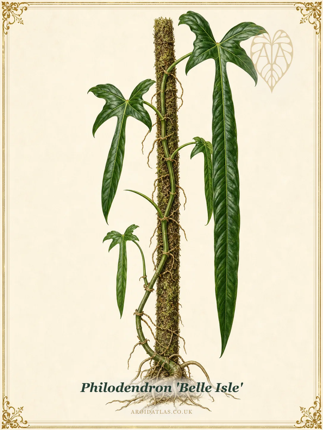 Belle Isle Philodendron