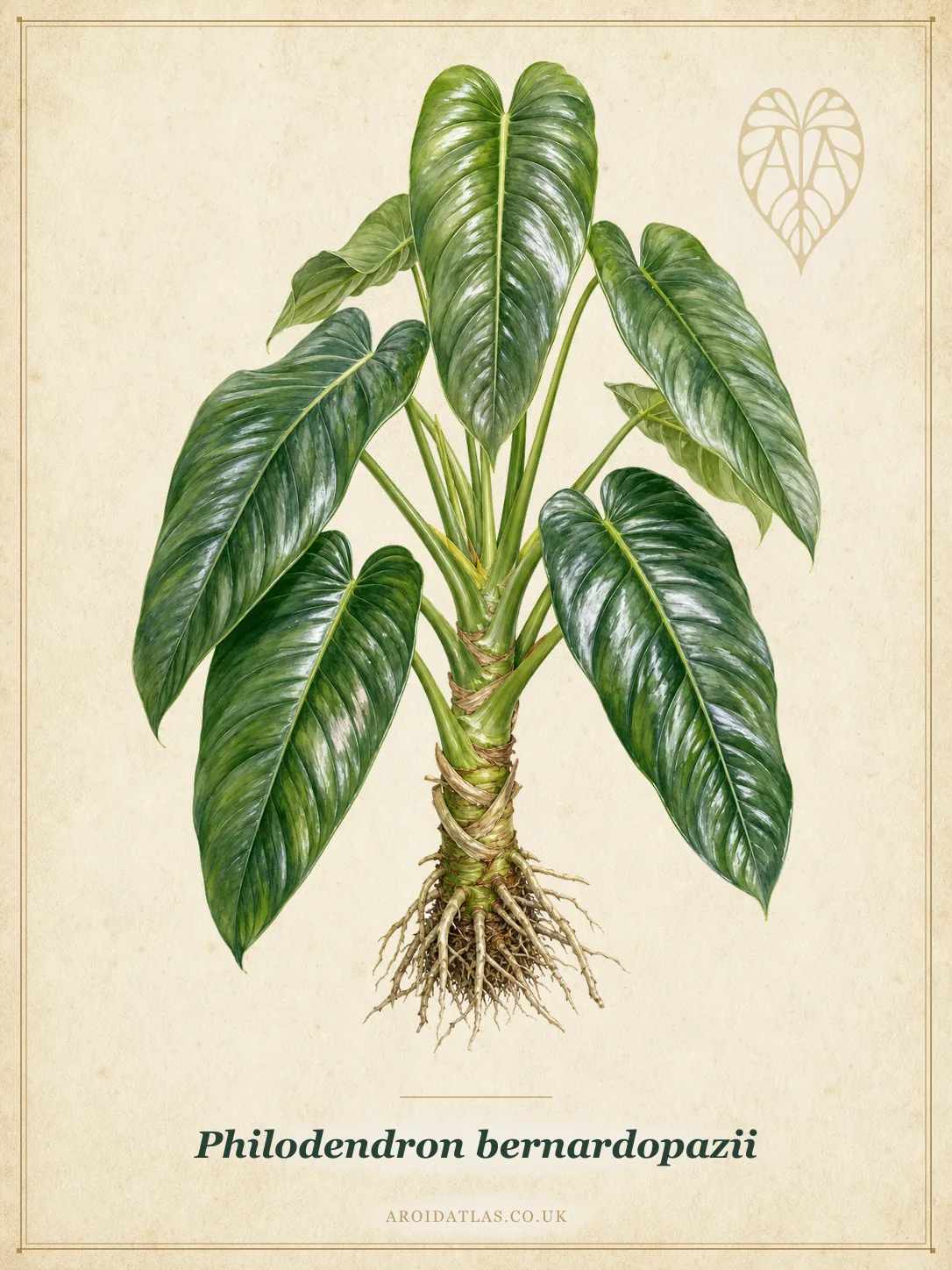 Philodendron bernardopazii (Santa Leopoldina Philodendron) botanical specimen illustration