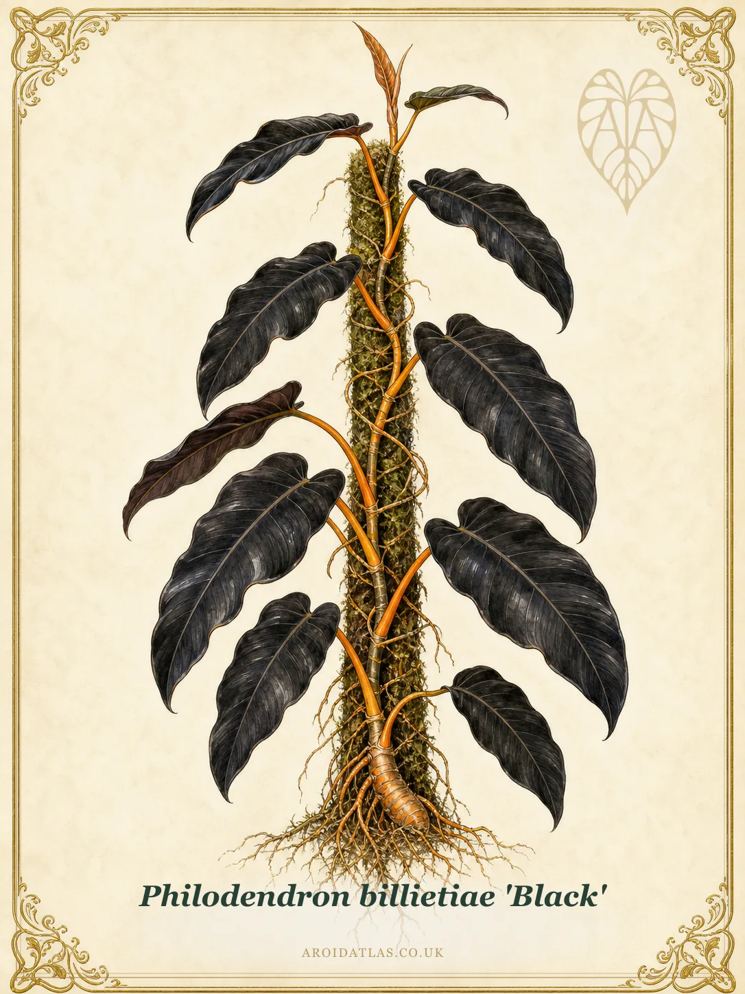 Black Billietiae
