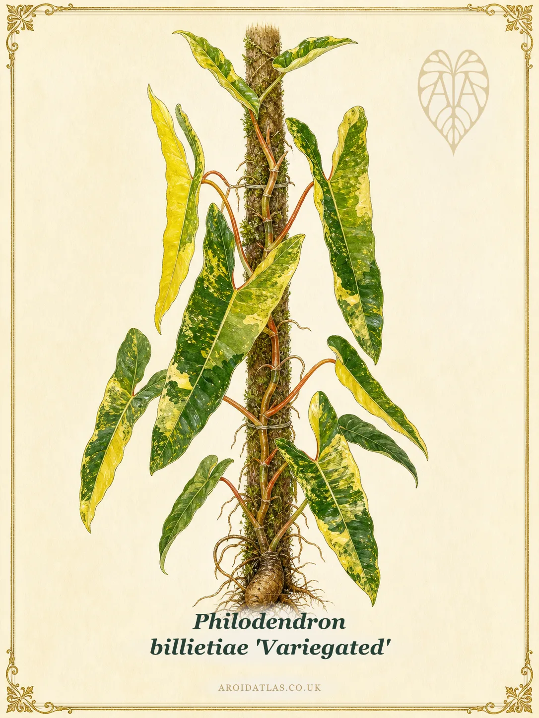 Variegated Billietiae