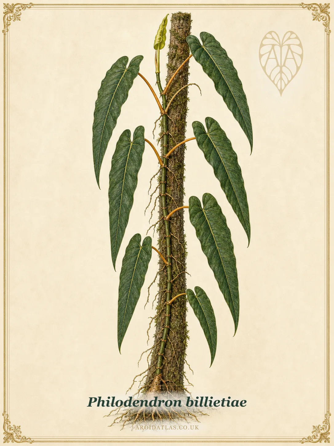 Orange Petiole Philodendron