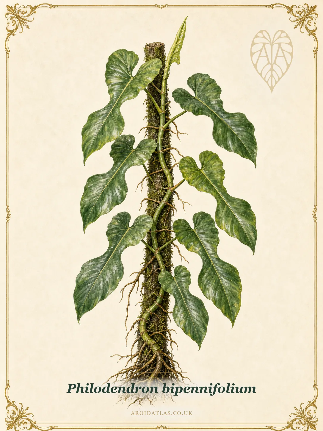 Fiddleleaf Philodendron