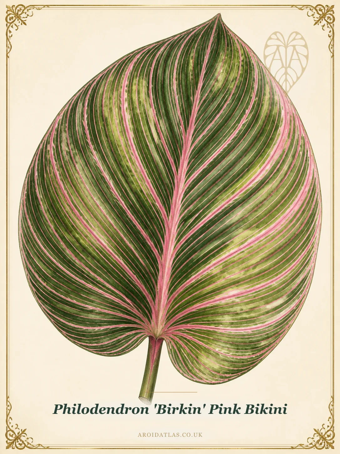 Philodendron 'Birkin' Pink Bikini (Pink Bikini Birkin) botanical specimen illustration