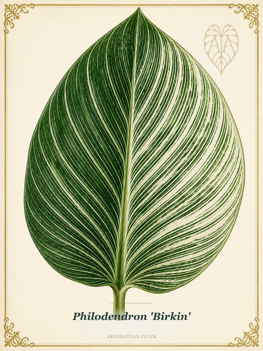 Birkin Philodendron