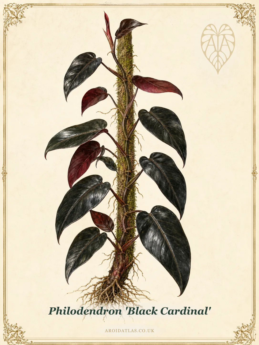Philodendron 'Black Cardinal'