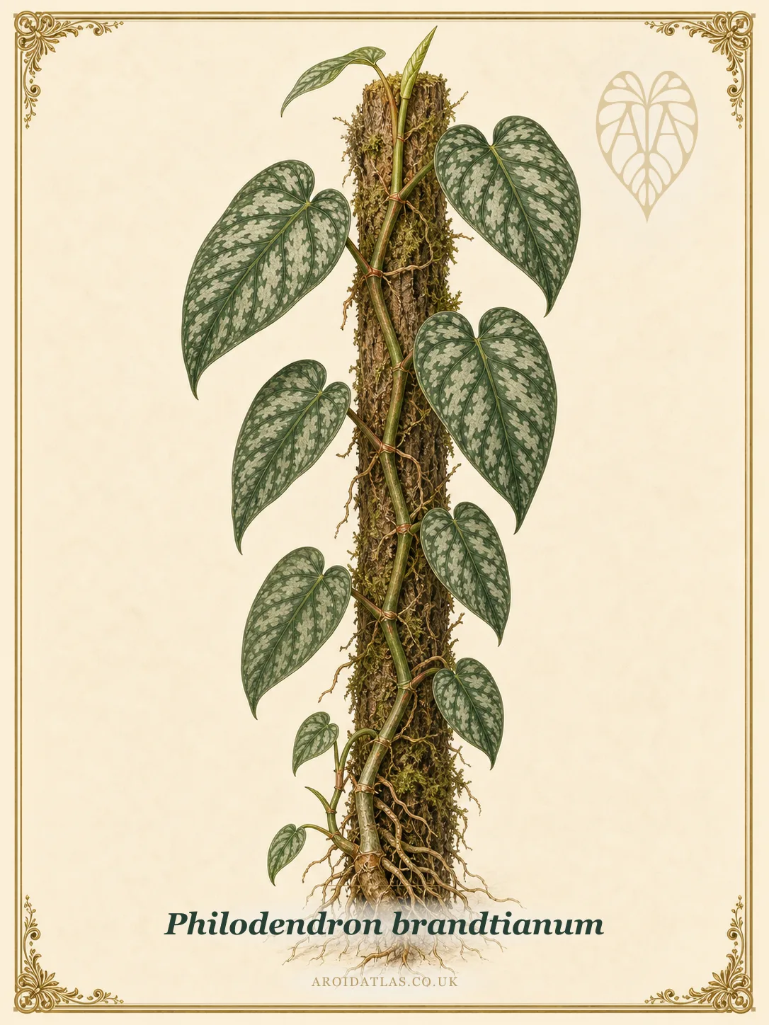 Philodendron Brandtianum