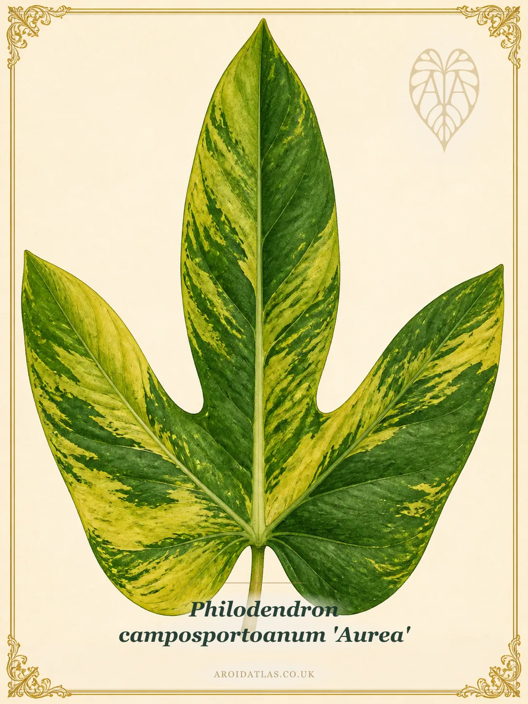 Golden Camposportoanum Philodendron