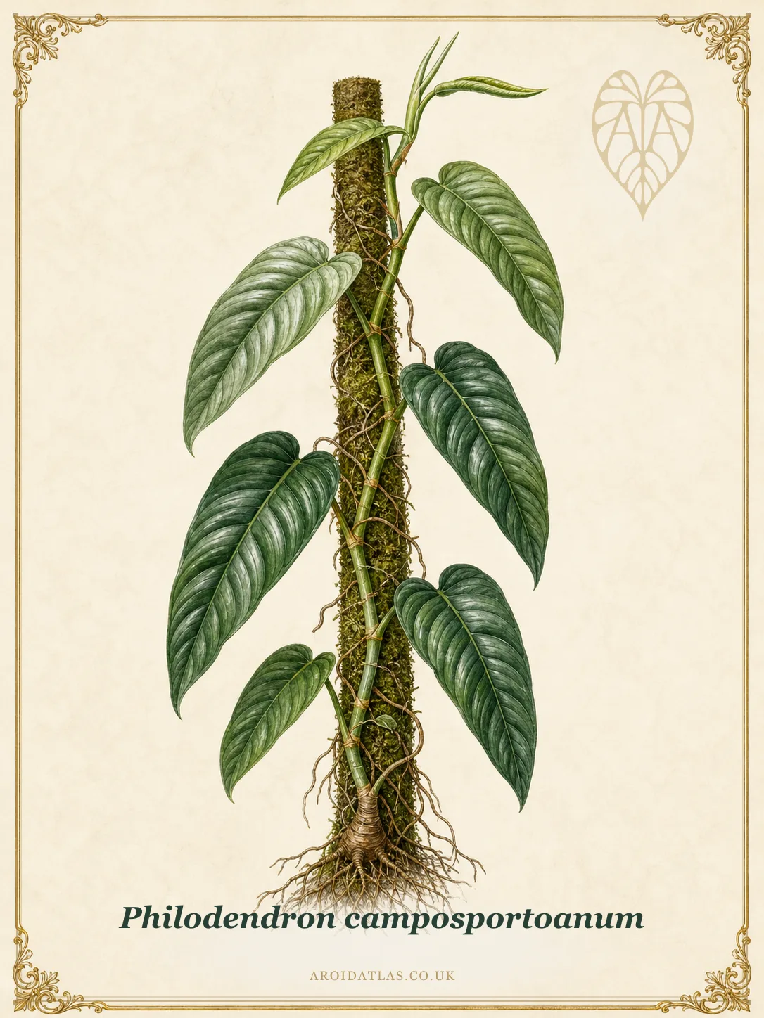 Campos Porto's Philodendron