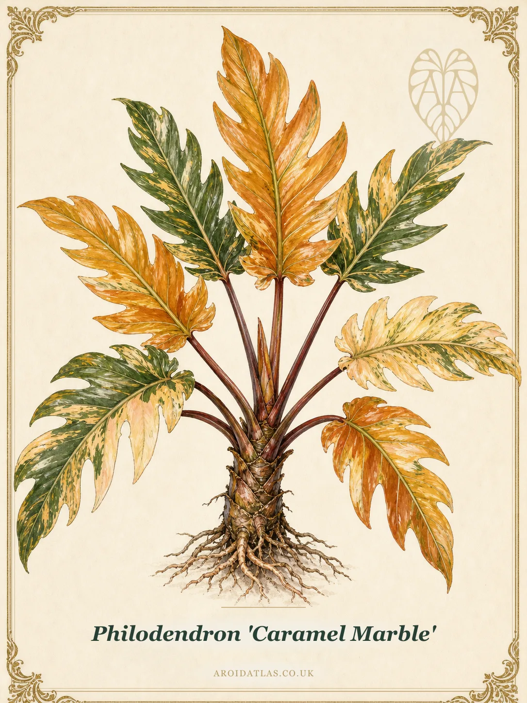 Caramel Marble Philodendron
