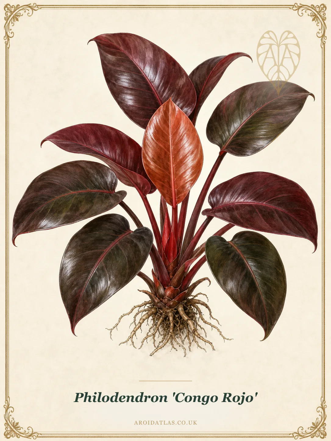 Philodendron 'Congo Rojo'