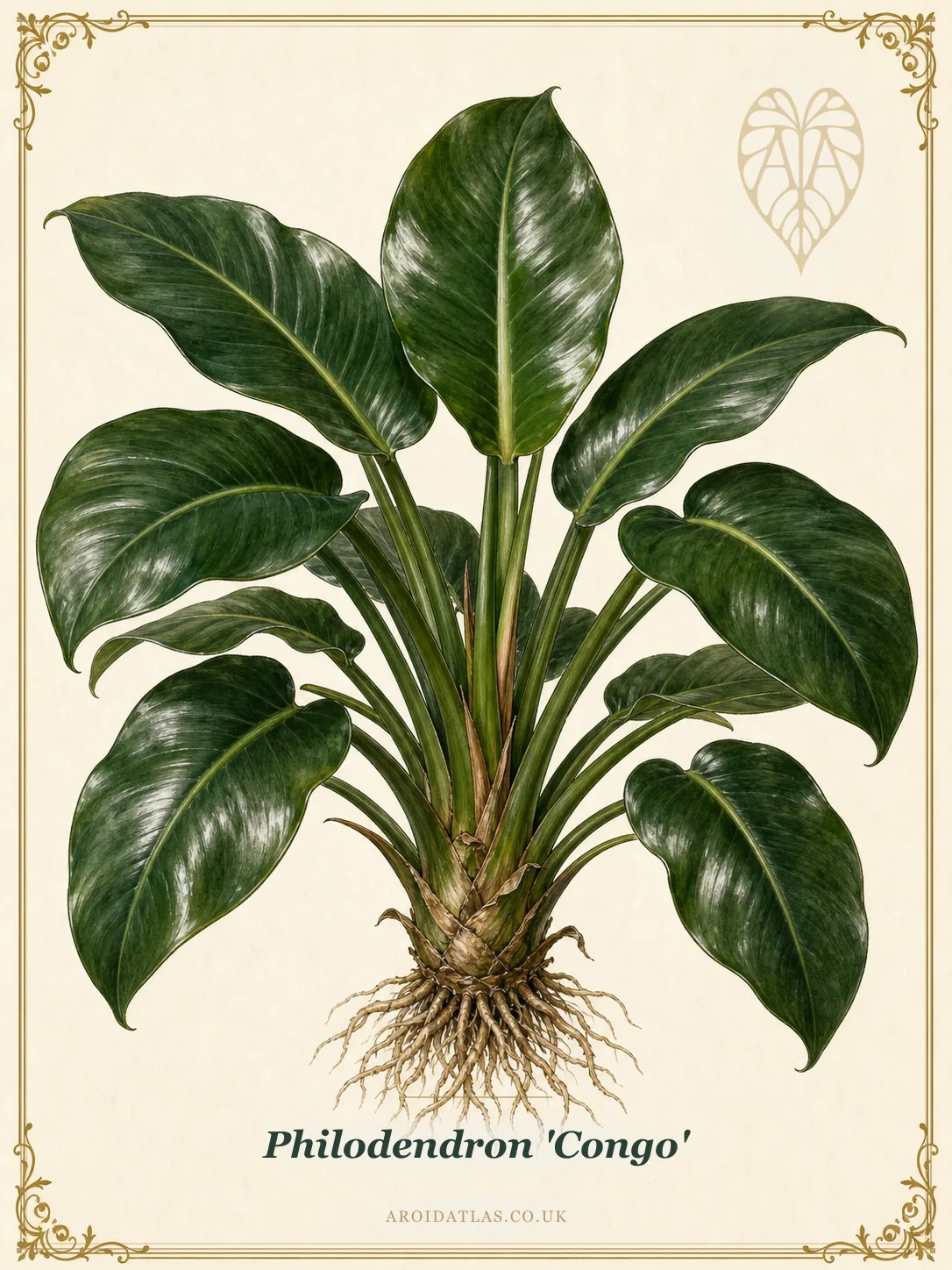 Philodendron 'Congo'