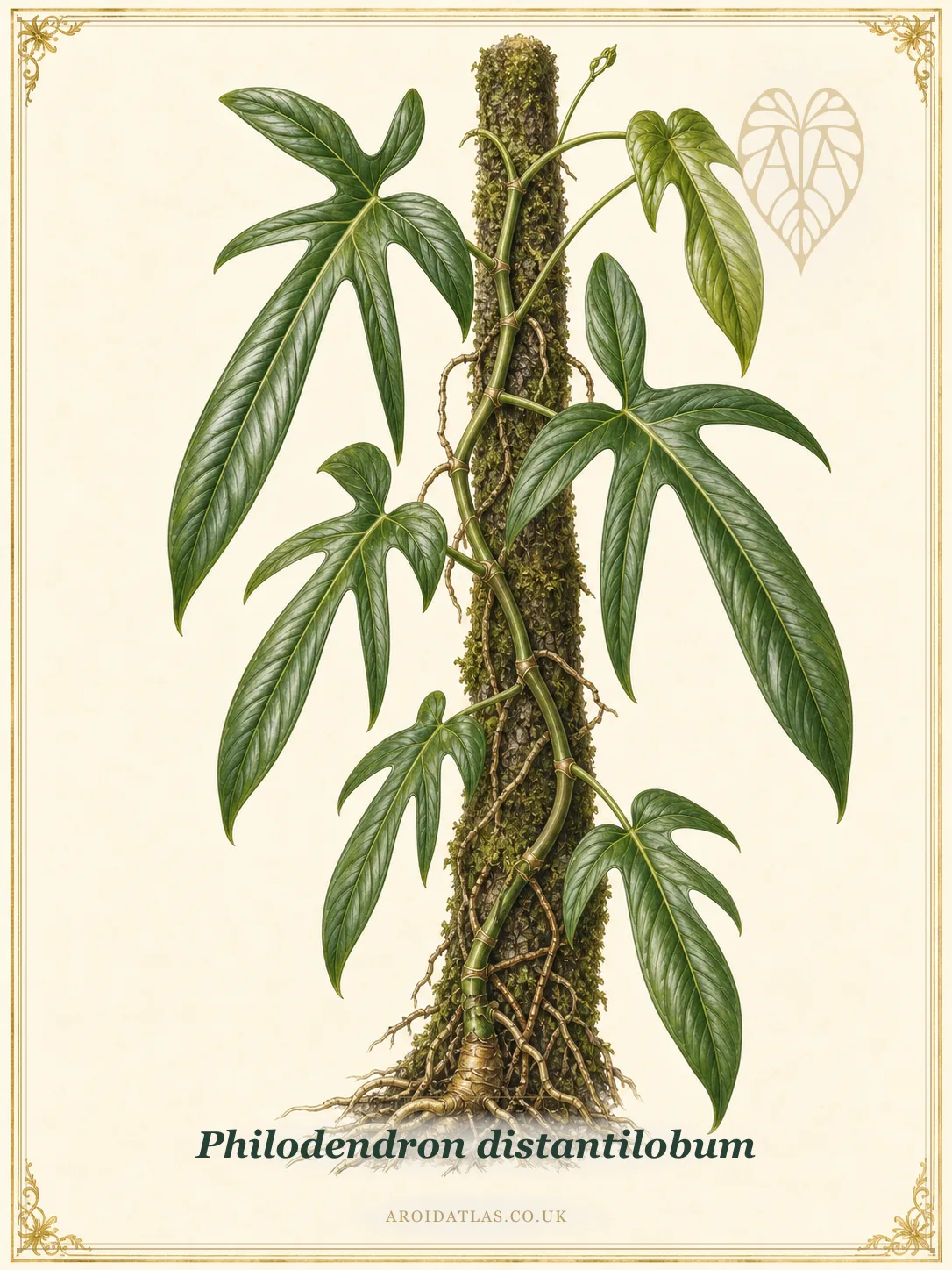 Claw-Leaf Philodendron
