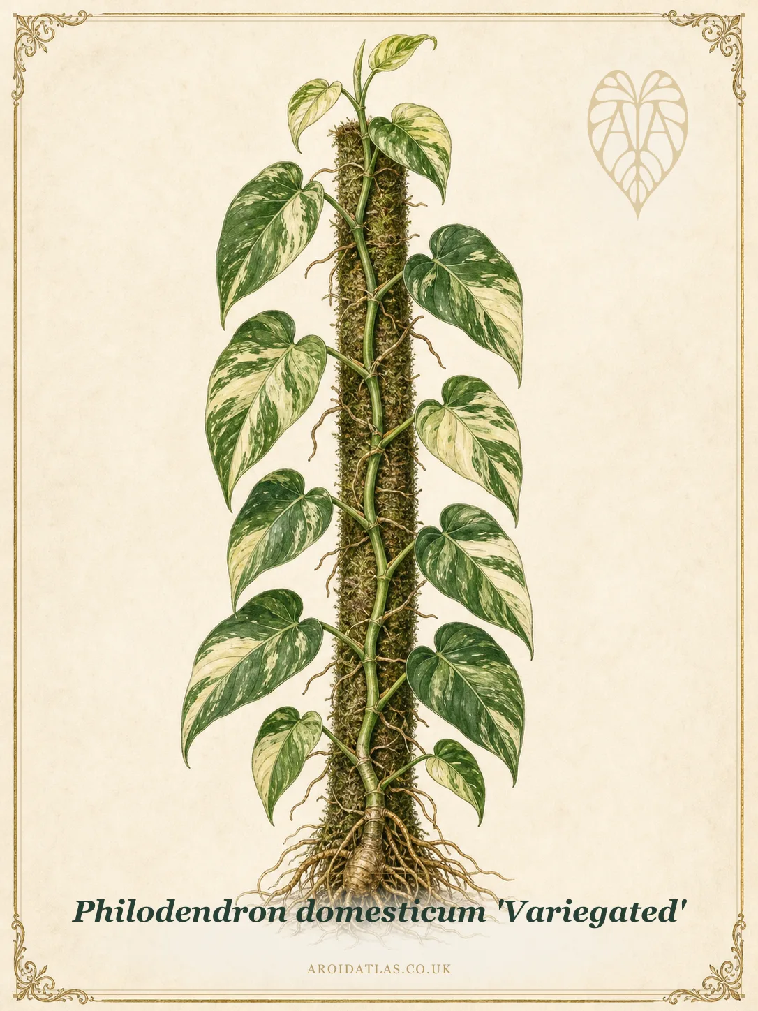 Variegated Spade-Leaf Philodendron