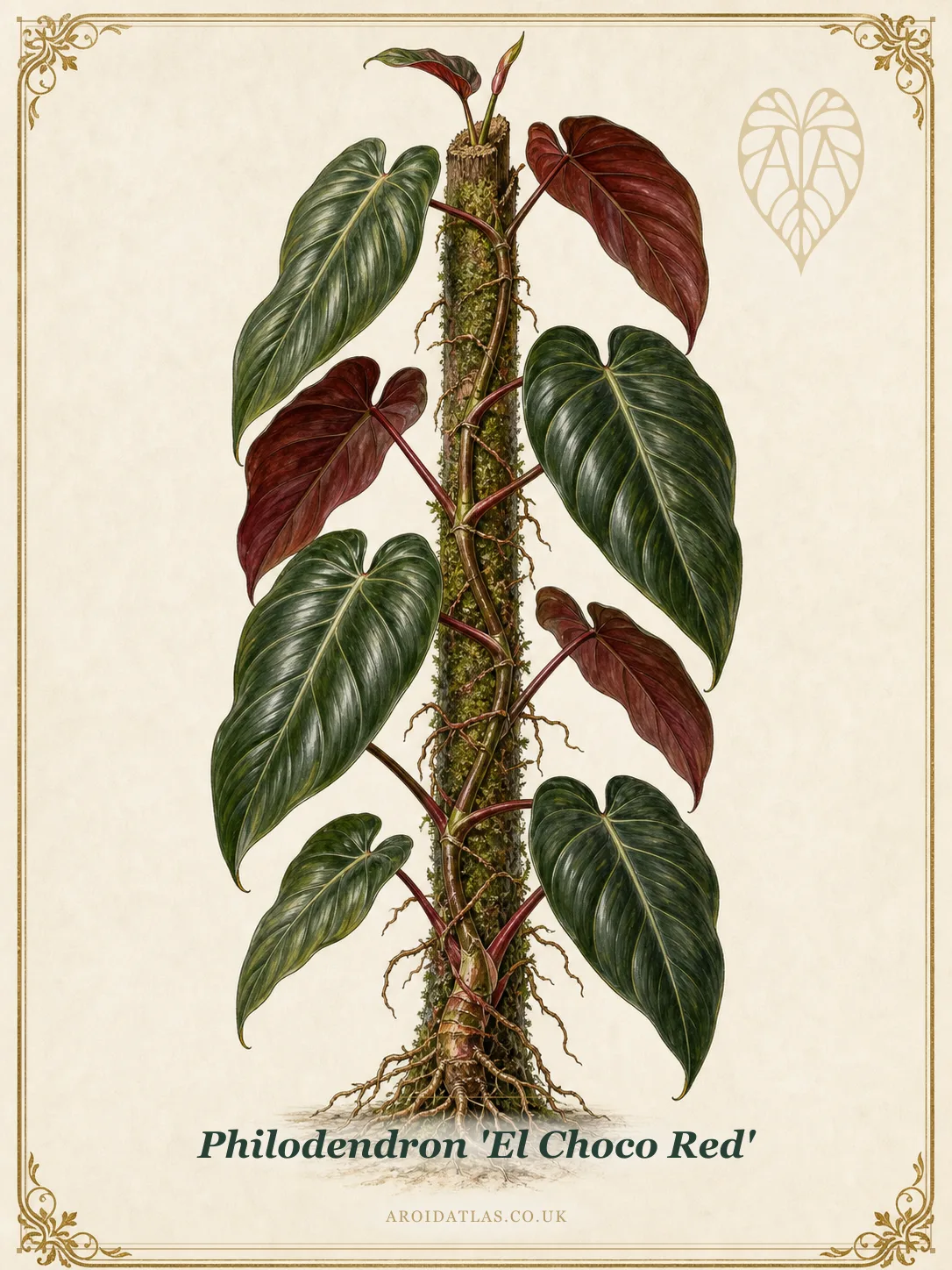 El Choco Red Philodendron