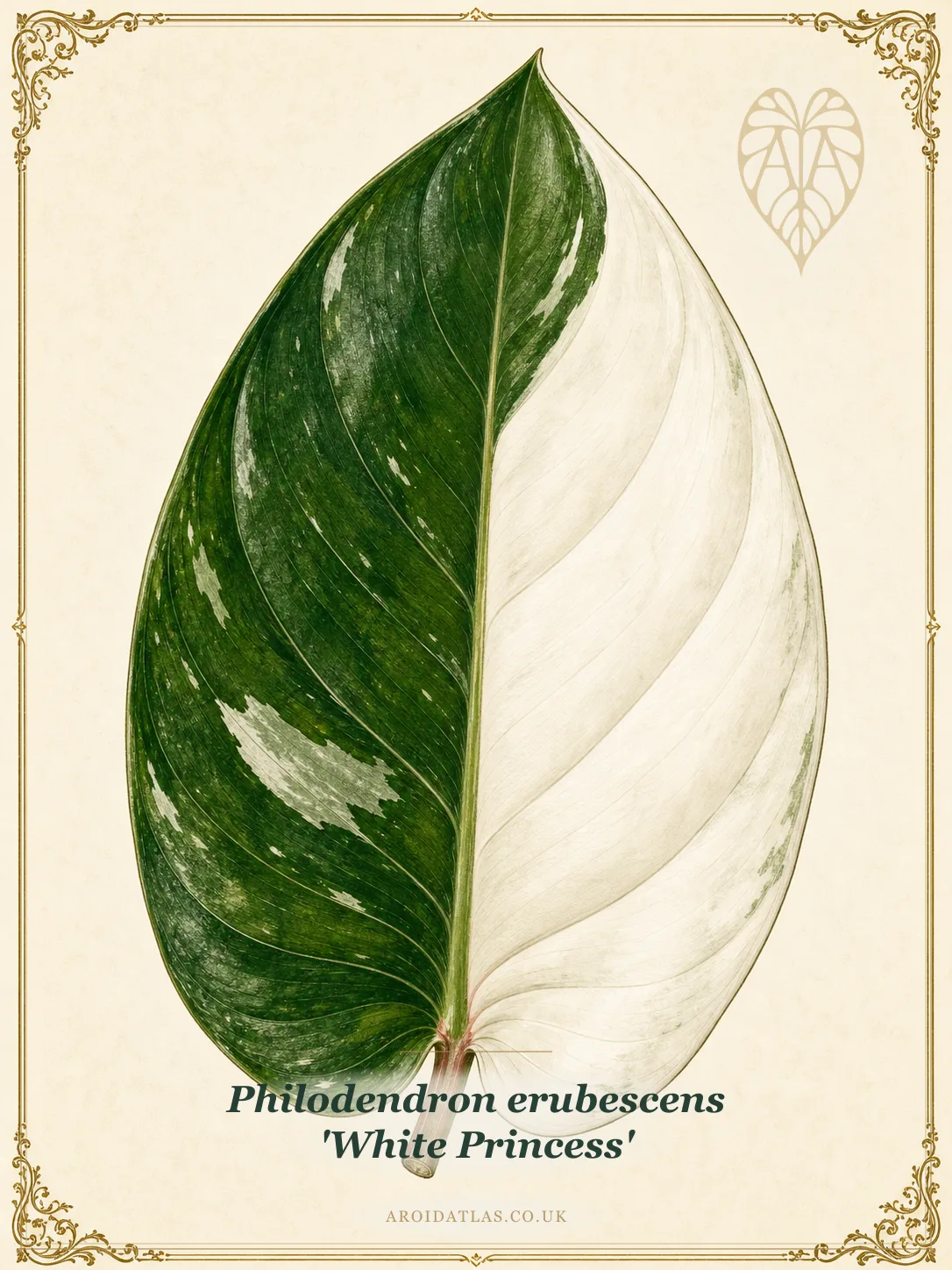 White Princess Philodendron