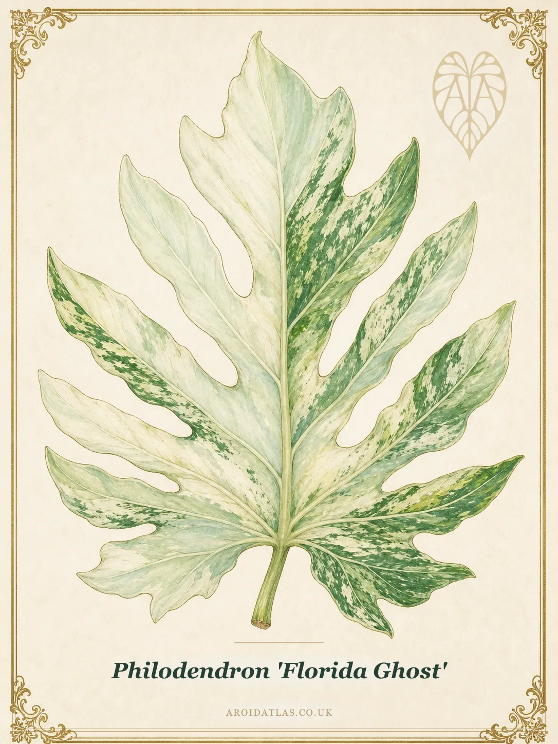 Florida Ghost Philodendron
