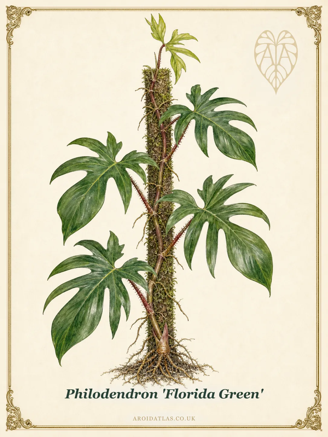 Florida Green Philodendron