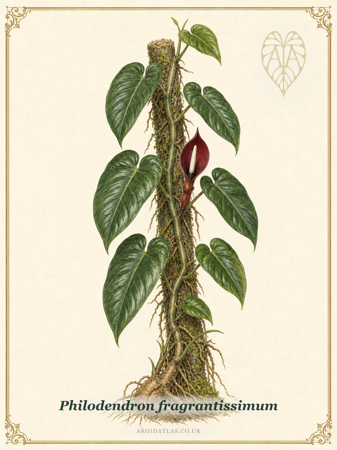Red Spathe Philodendron