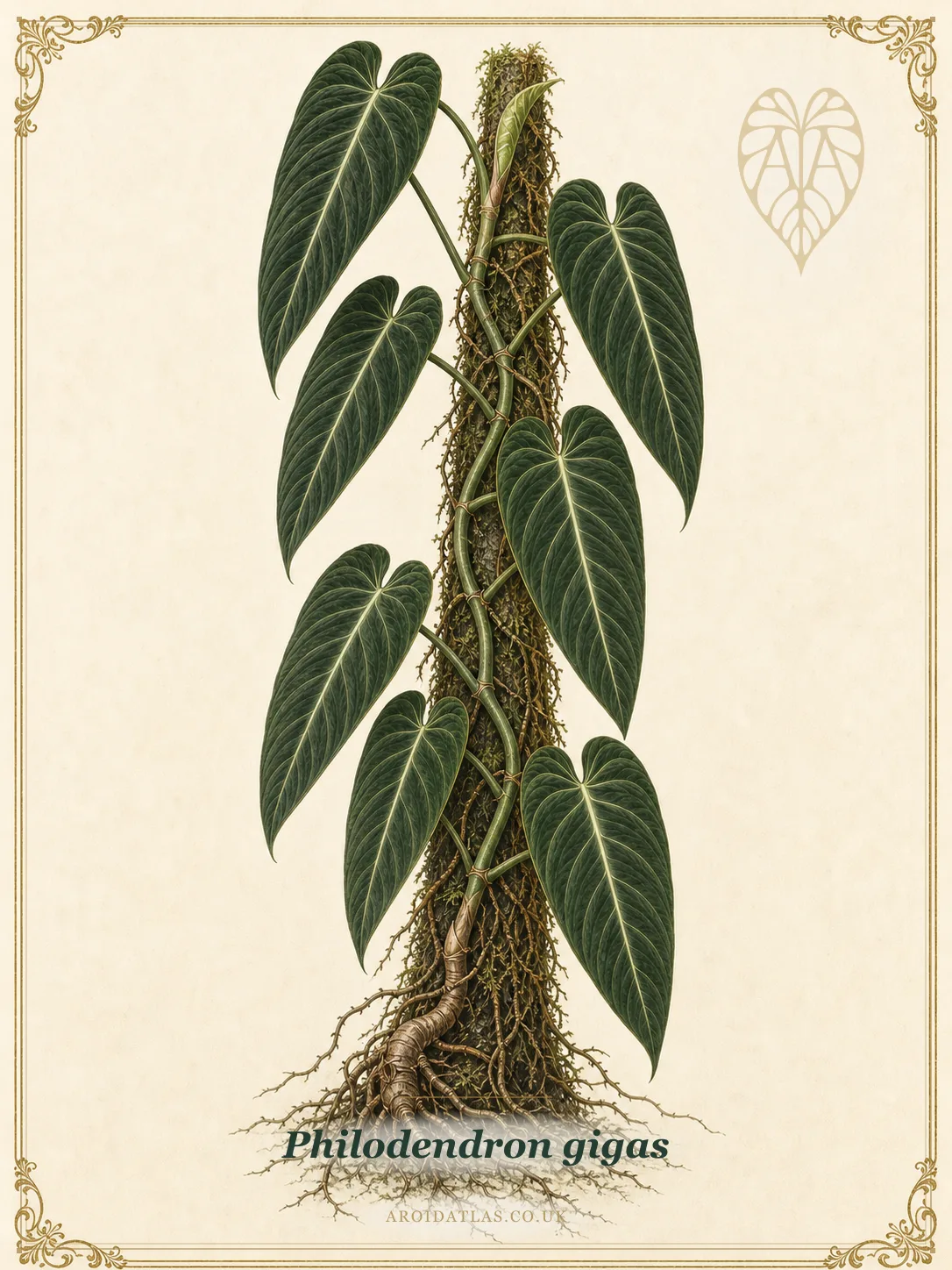 Philodendron Gigas